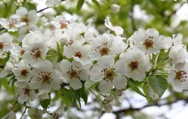 Що закопують під грушею для мегаврожаю: народні методи підживлення дерева