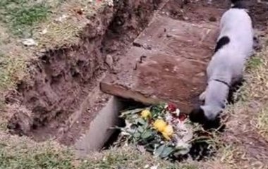 Несамовитий момент: відданий собака намагався відкопати господаря під час похорону (фото)