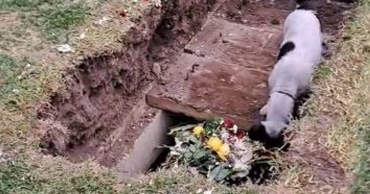 Несамовитий момент: відданий собака намагався відкопати господаря під час похорону (фото)