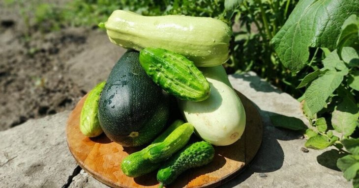 Огірки та кабачки ще можуть дати врожай: чим підживити рослини наприкінці сезону