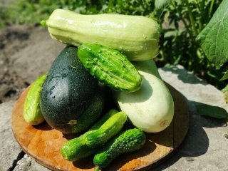 Огірки та кабачки ще можуть дати врожай: чим підживити рослини наприкінці сезону