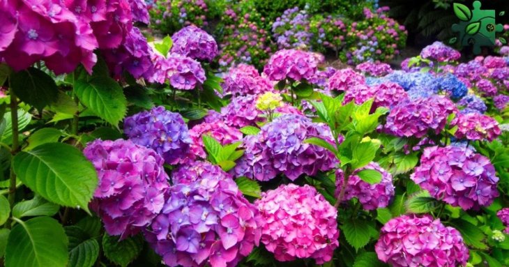 Чим підживити гортензію в домашніх умовах, щоб цвіла