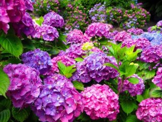 Чим підживити гортензію в домашніх умовах, щоб цвіла