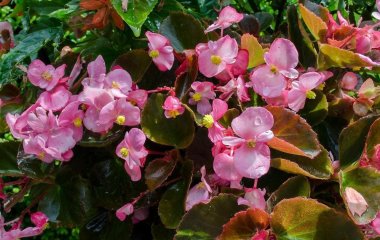 Пишний сад без сонця: 7 швидкозростаючих рослин для затінених ділянок