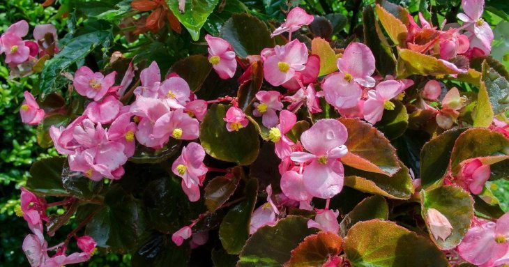 Пишний сад без сонця: 7 швидкозростаючих рослин для затінених ділянок