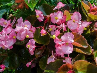 Пишний сад без сонця: 7 швидкозростаючих рослин для затінених ділянок