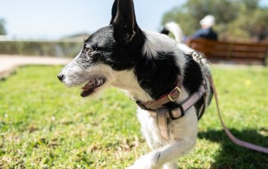 Як зрозуміти, що собака нещасна та нервова: кінологи назвали 4 ключові ознаки