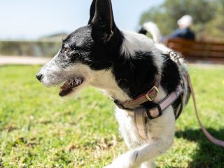 Як зрозуміти, що собака нещасна та нервова: кінологи назвали 4 ключові ознаки