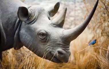 Носорог отхватил копытом по морде от необщительного жирафа (ВИДЕО)