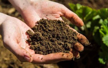 Як визначити кислотність ґрунту в домашніх умовах: прості способи без спеціальних приладів
