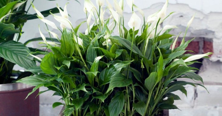 1 грам на літр води — і спатифілум потоне у хмарі квітів: як стимулювати цвітіння 