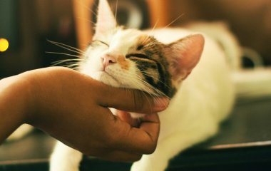 Чому коти хаотично бігають по дому: норма чи сигнал про проблеми зі здоров’ям