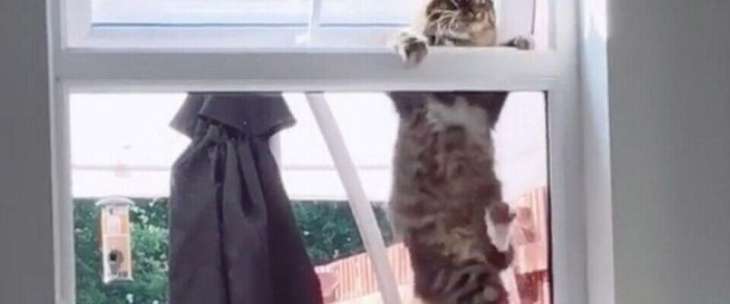 Настырному коту пришлось заняться спортом, чтобы попасть в окно соседки (ВИДЕО)
