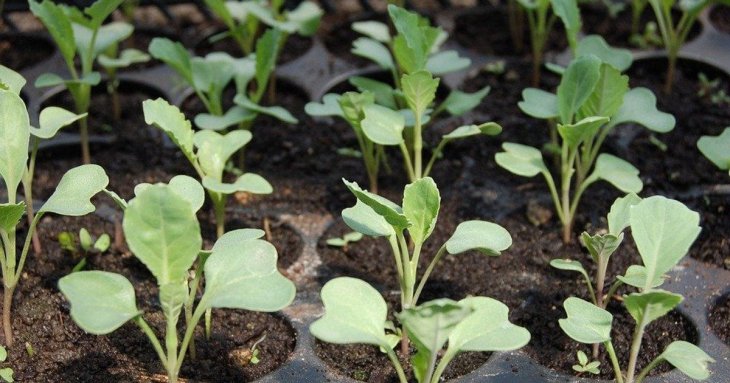 Розсада капусти не витягується і не хворіє якщо не робити цих помилок