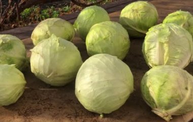 Як зберегти капусту свіжою в погребі до самої весни: простий лайфгак