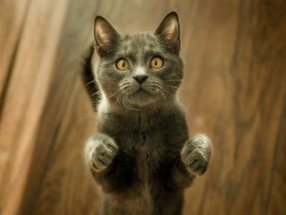 Сети насмешила реакция кота на мыльную пену (ВИДЕО)