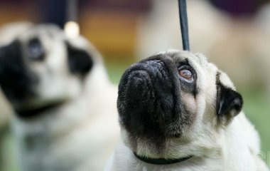 Ці породи собак можуть не пережити спеку: ветеринар назвала головну небезпеку