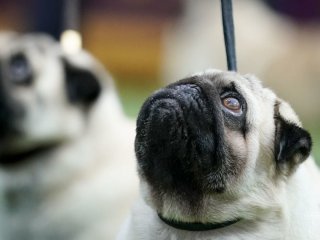 Ці породи собак можуть не пережити спеку: ветеринар назвала головну небезпеку