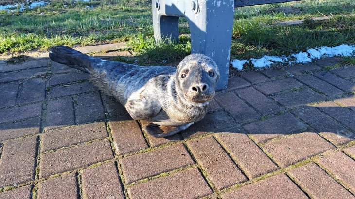 Детеныш тюленя катался на доске вместе с серферами (видео)