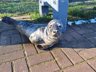 Детеныш тюленя катался на доске вместе с серферами (видео)