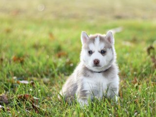 Щенок стал звездой Сети, разыграв хозяина (ВИДЕО)