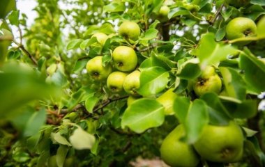Лікар рекомендував їсти восени овочі та фрукти зеленого кольору