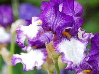 Догляд за ірисами на початку літа: коли квіти потрібно ділити
