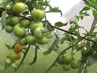 Як захистити помідори від фітофтори у літній період