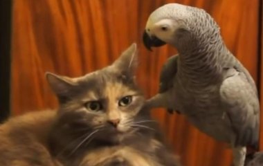 Смех до слез: наглые попугаи, которые достают котов (ВИДЕО)