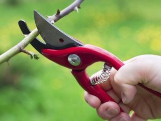 Чому рослини гинуть після обрізки: 7 помилок, яких легко припуститися влітку
