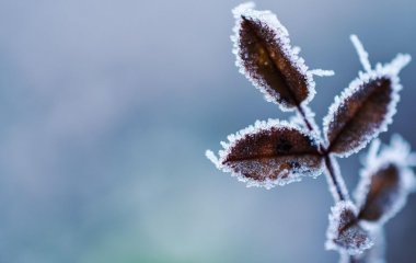 Сильний мороз, але немає снігу: фахівці дали п'ять порад, щоб вберегти урожай взимку