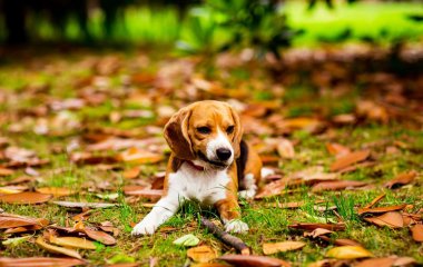 Сети насмешил щенок, рассердившийся на свою маму (ВИДЕО)