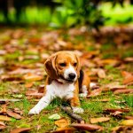 Сети насмешил щенок, рассердившийся на свою маму (ВИДЕО)