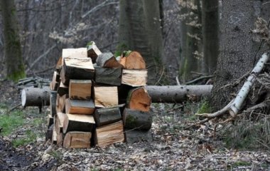 Які дрова можна збирати в лісі в Україні: що дозволено законом