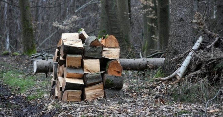Які дрова можна збирати в лісі в Україні: що дозволено законом