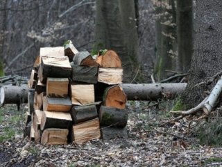 Які дрова можна збирати в лісі в Україні: що дозволено законом