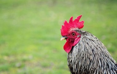 80-річний чоловік опинився в суді через півня: що сталося