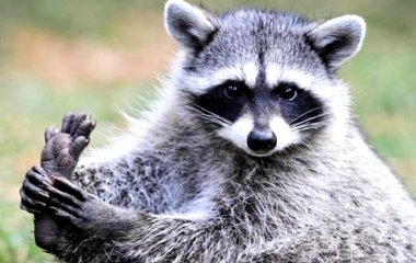 Канадців розсмішили п’яні єноти, що об’їлися яблук