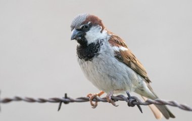 Де живуть горобці у світі, в Україні: де будують гнізда та ночують