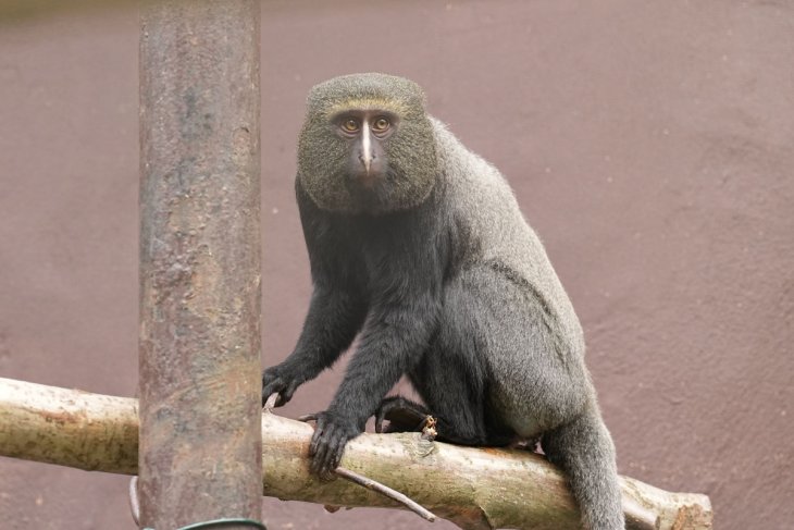 Смешная обезьяна «усыновила» бродячего щенка (ФОТО)