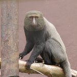 Смешная обезьяна «усыновила» бродячего щенка (ФОТО)