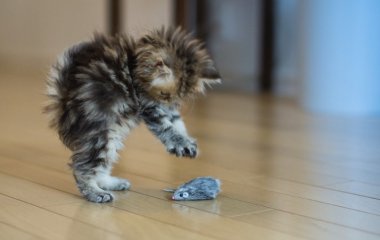 Стоит ли заводить кота — отвечает сотрудник кошачьего приюта