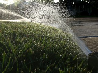 Жодних вил і хімії: експерт розповів, як врятувати вигорілий газон у спеку