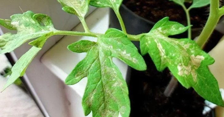 Побіліла розсада помідорів після садіння в грунт: причини та що в цьому разі робити