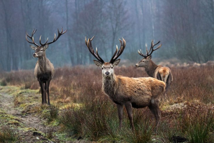 Лосі, що переходили дорогу, зупинили рух транспорту