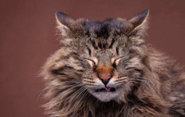 Чи можуть коти плакати: що робити у такому випадку