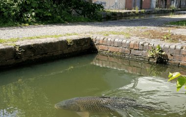 “Колода” у воді виявилась живою істотою: у каналі помітили гігантського коропа