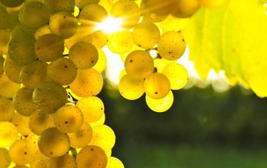 Користь та шкода винограду для здоров'я, який вид ягоди корисніший