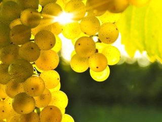 Користь та шкода винограду для здоров'я, який вид ягоди корисніший
