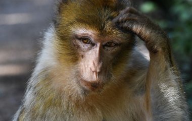 Мавпа залізла до трансформатора і знеструмила всю країну